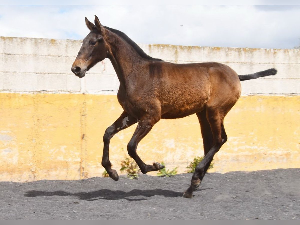 PRE Giumenta 1 Anno 147 cm Falbo in Provinz Granada