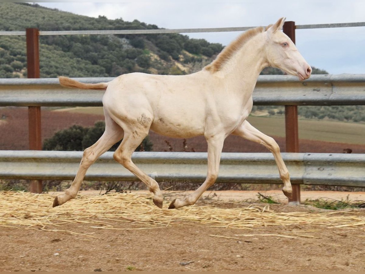 PRE Giumenta 1 Anno 162 cm Perlino in Provinz Cordoba