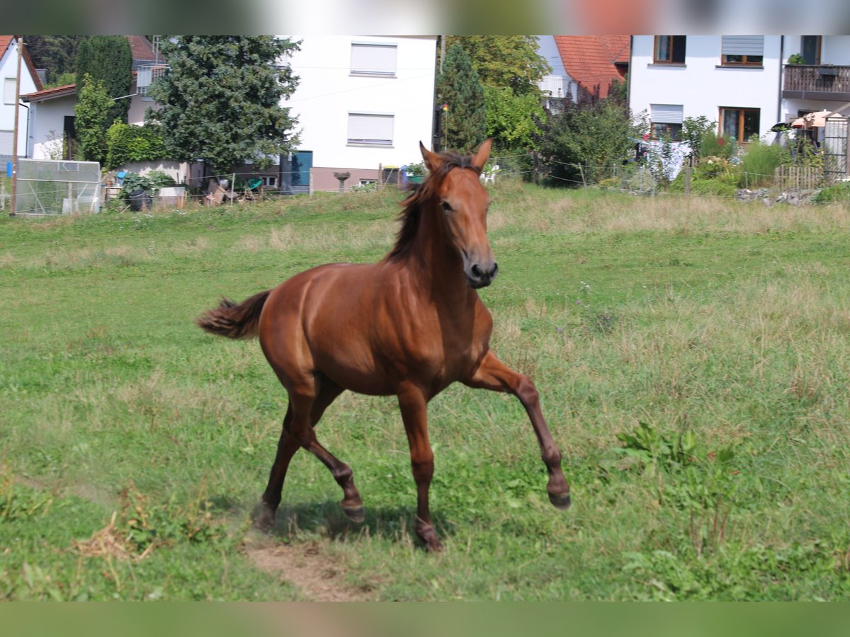 PRE Giumenta 1 Anno 170 cm Baio in Bibertal