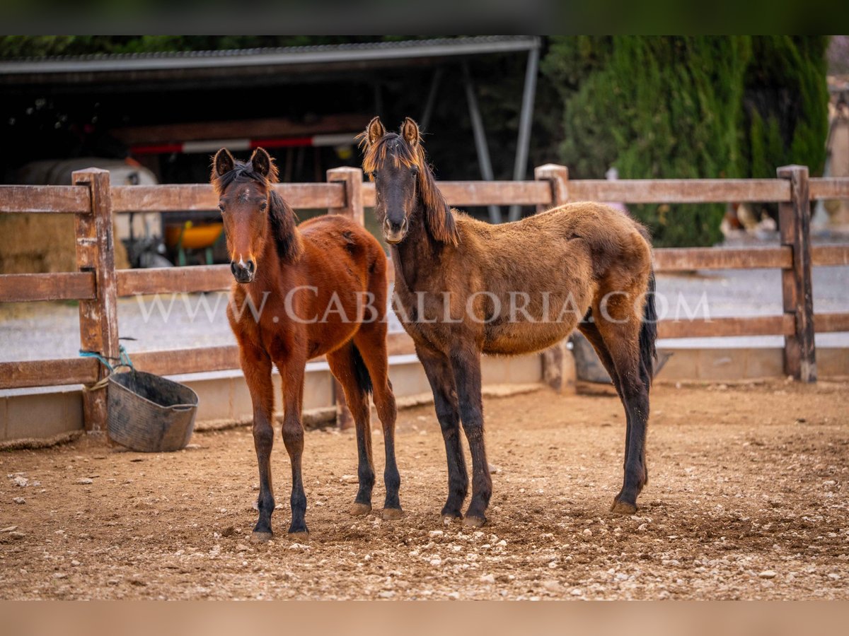 PRE Giumenta 2 Anni 130 cm Morello in Valencia