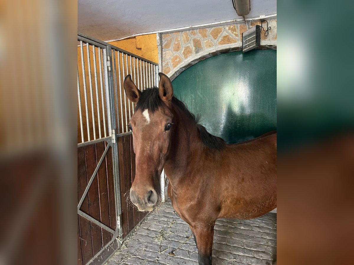 PRE Giumenta 2 Anni 145 cm Baio in El Ejido