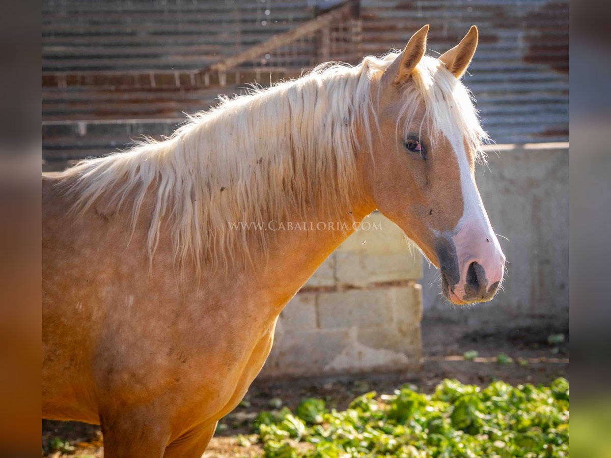 PRE Giumenta 2 Anni 150 cm Palomino in Rafelguaraf