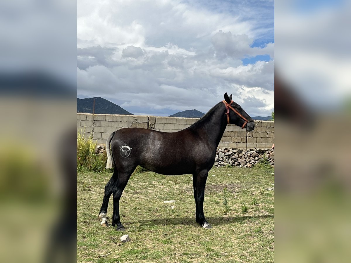 PRE Mix Giumenta 2 Anni 152 cm Grigio pezzato in El Barco De Avila