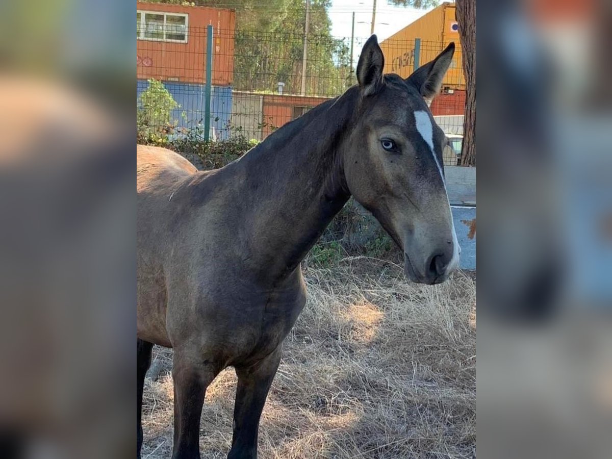 PRE Mix Giumenta 2 Anni 155 cm Pelle di daino in Rafelguaraf