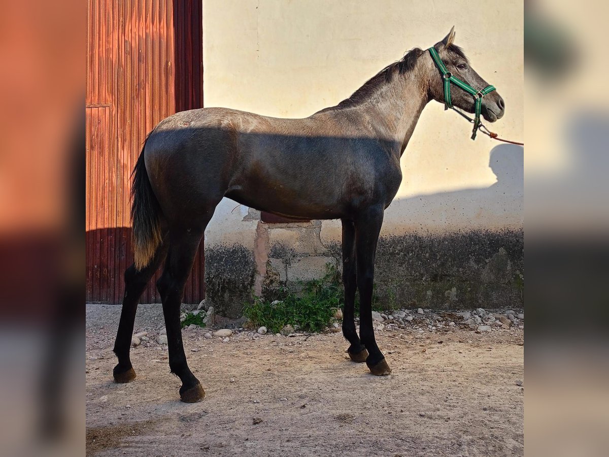 PRE Giumenta 2 Anni 160 cm Grigio in L&#39;Alcúdia