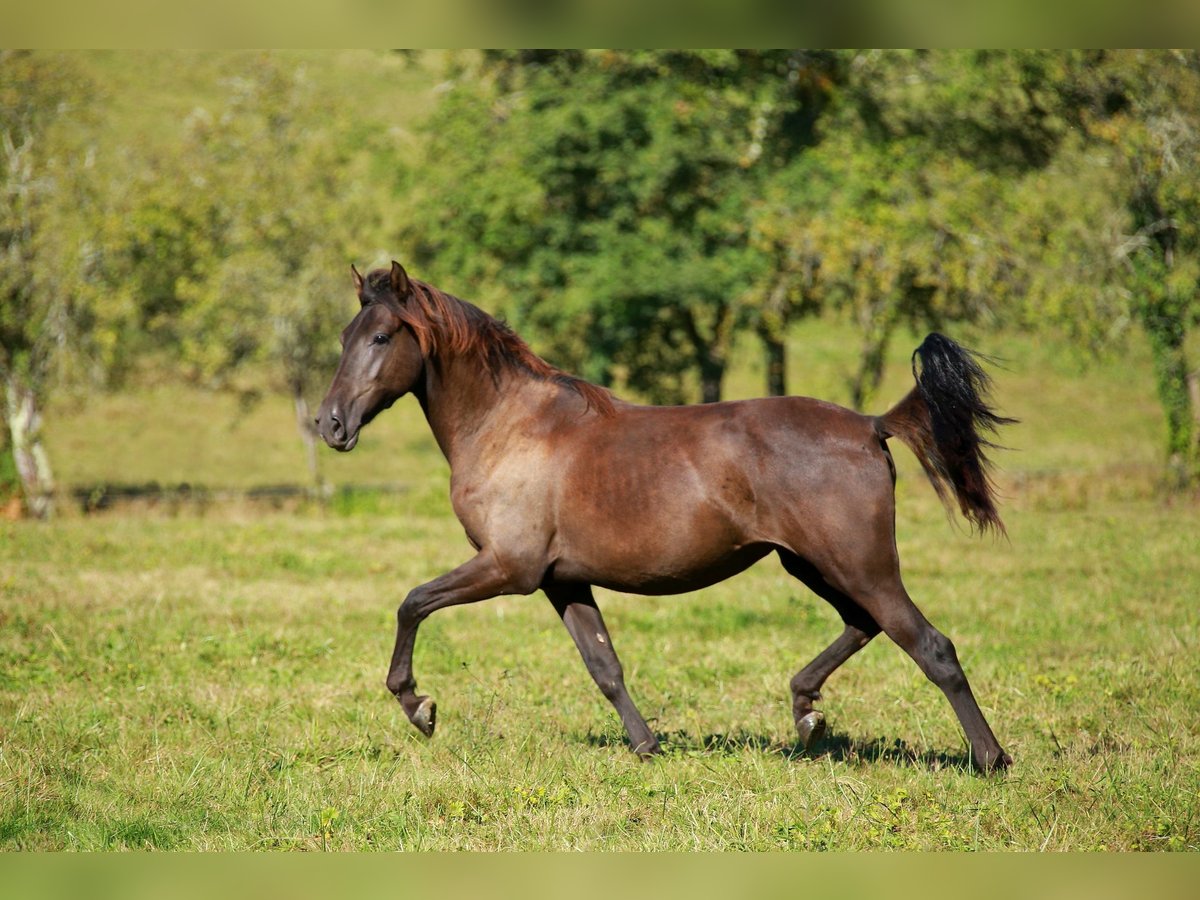 PRE Giumenta 2 Anni 160 cm Morello in Caumont