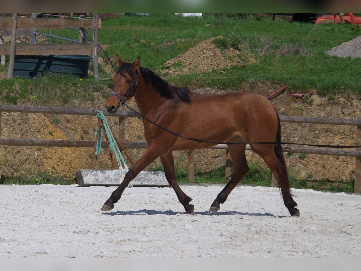 PRE Giumenta 2 Anni 163 cm Baio in MONTIGNY ST BARTHELEMY