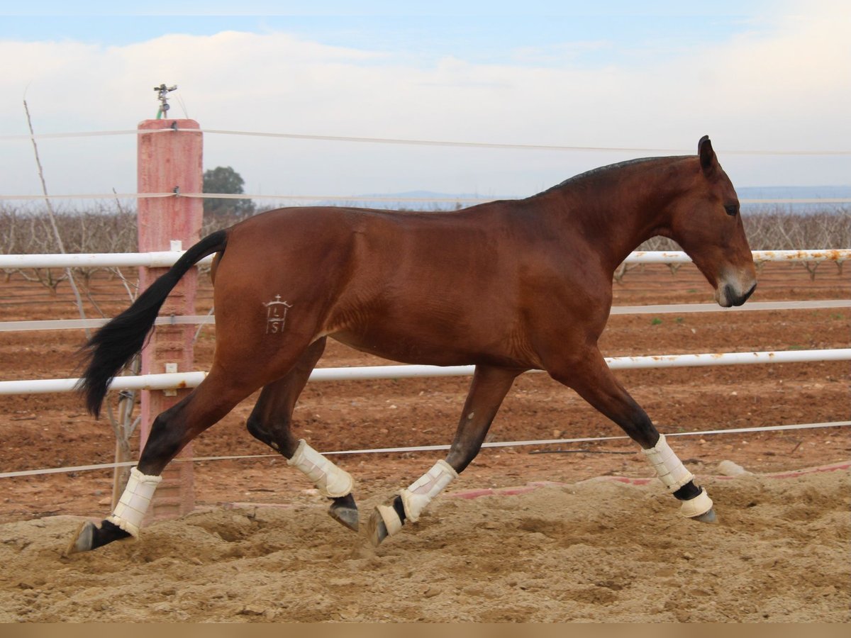 PRE Giumenta 2 Anni 165 cm Baio in Los Rosales