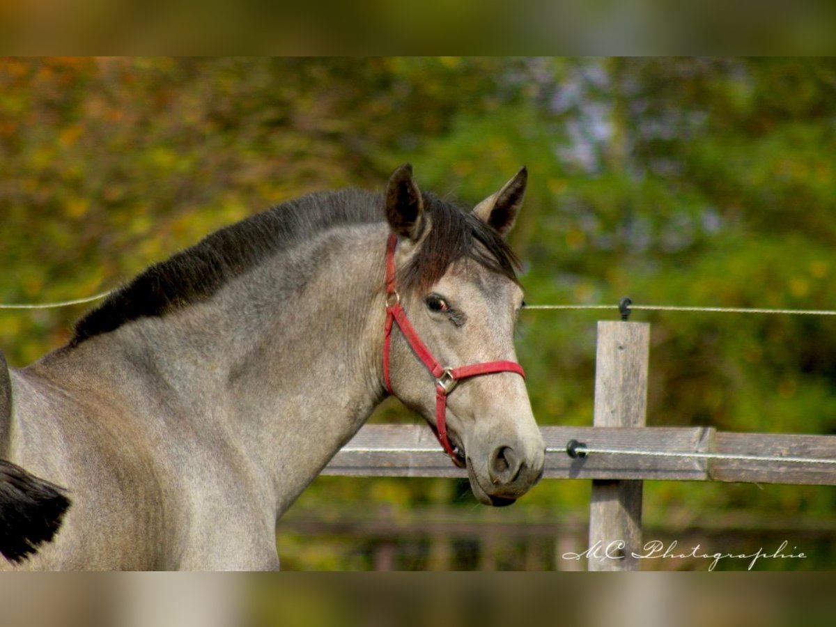 PRE Giumenta 2 Anni 165 cm Grigio in Brandis