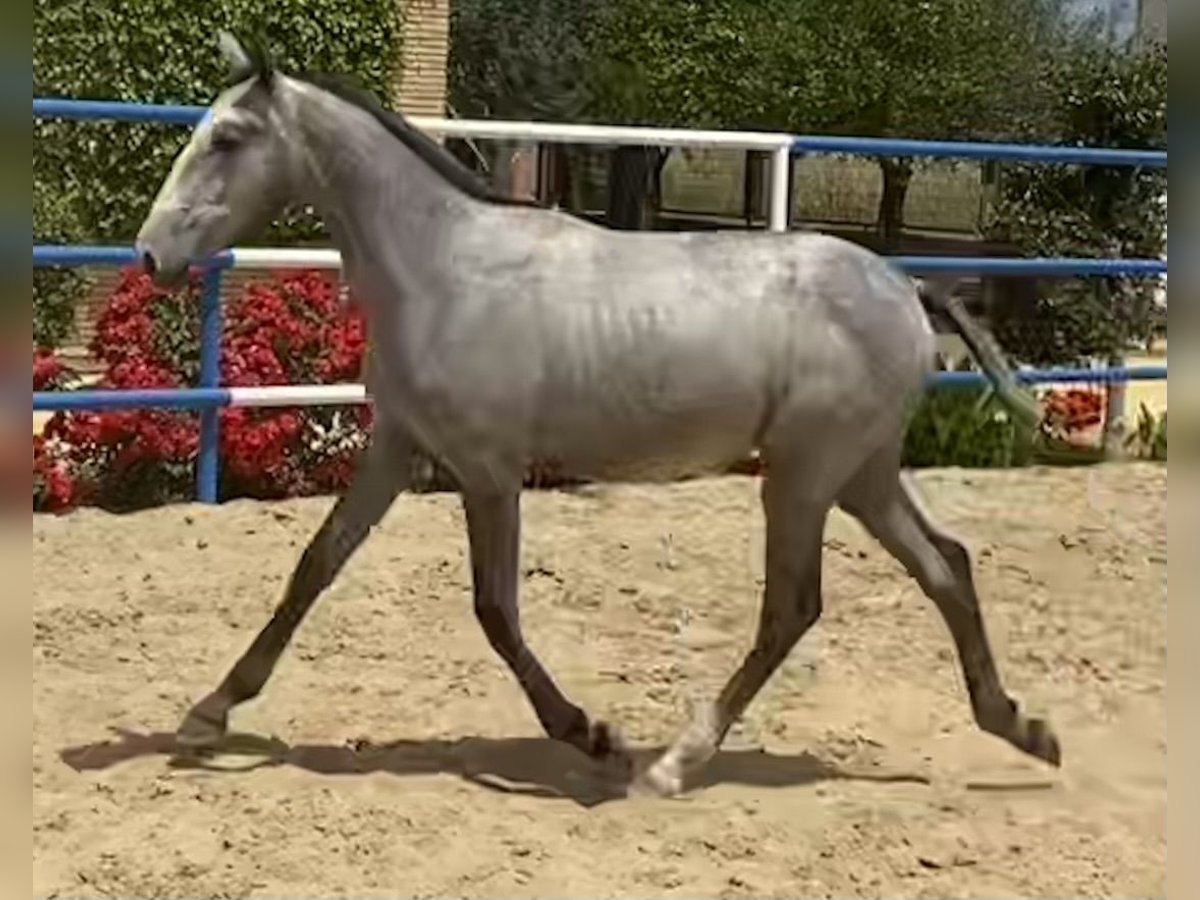 PRE Giumenta 2 Anni 165 cm Grigio in Fuentes De Andalucia