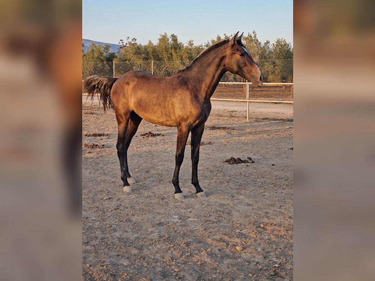 PRE Giumenta 2 Anni 167 cm Grigio in Cañada