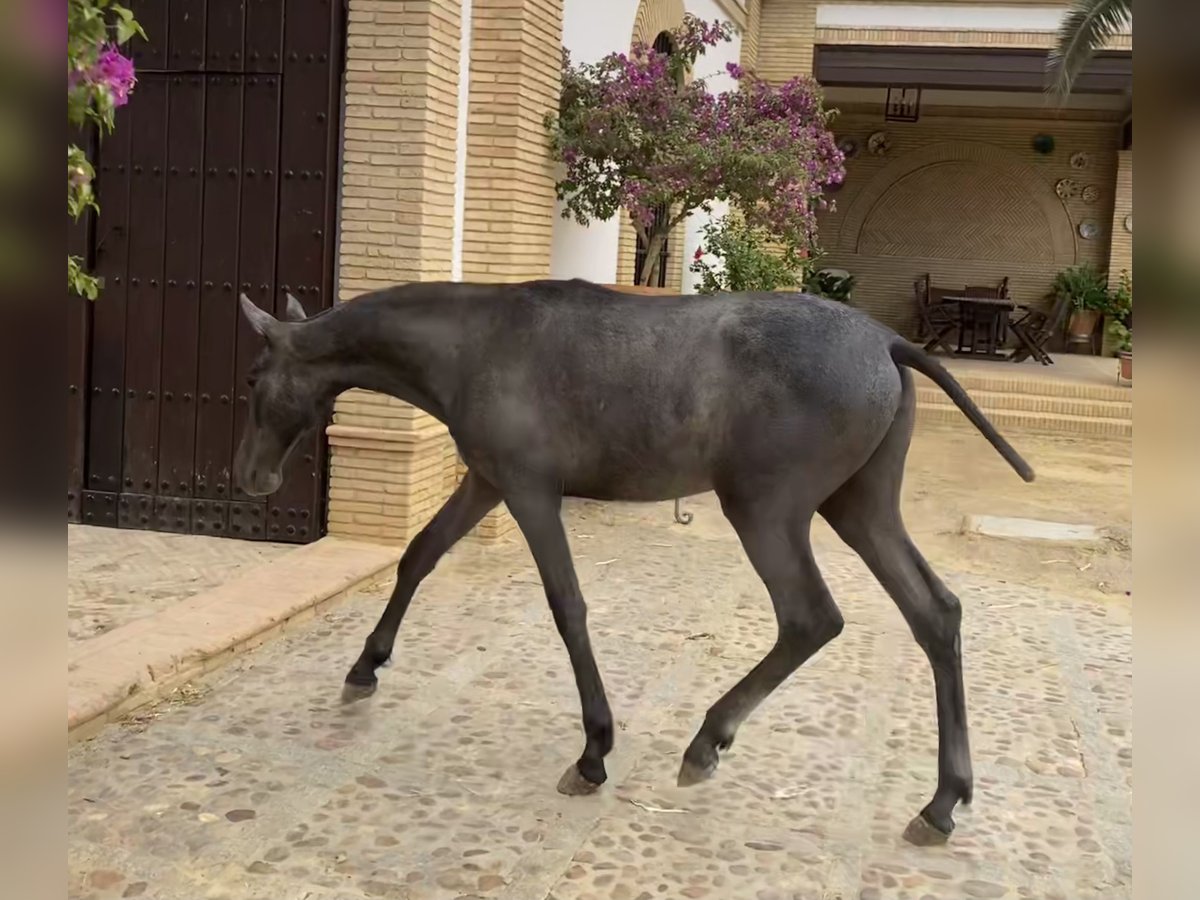 PRE Giumenta 2 Anni 167 cm Grigio in Fuentes De Andalucia