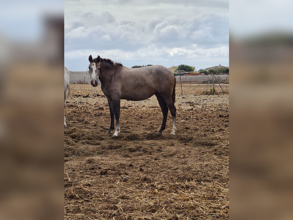 PRE Giumenta 2 Anni Grigio pezzato in Arcos de la Frontera