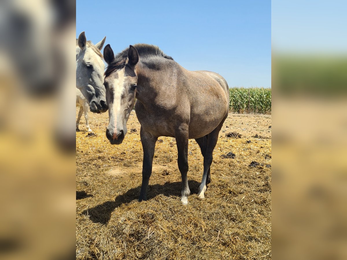 PRE Giumenta 2 Anni Grigio pezzato in Arcos de la Frontera