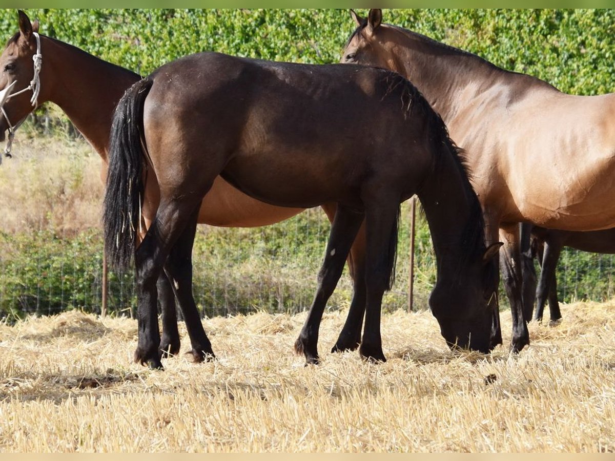 PRE Mix Giumenta 3 Anni 152 cm Morello in Provinz Cordoba