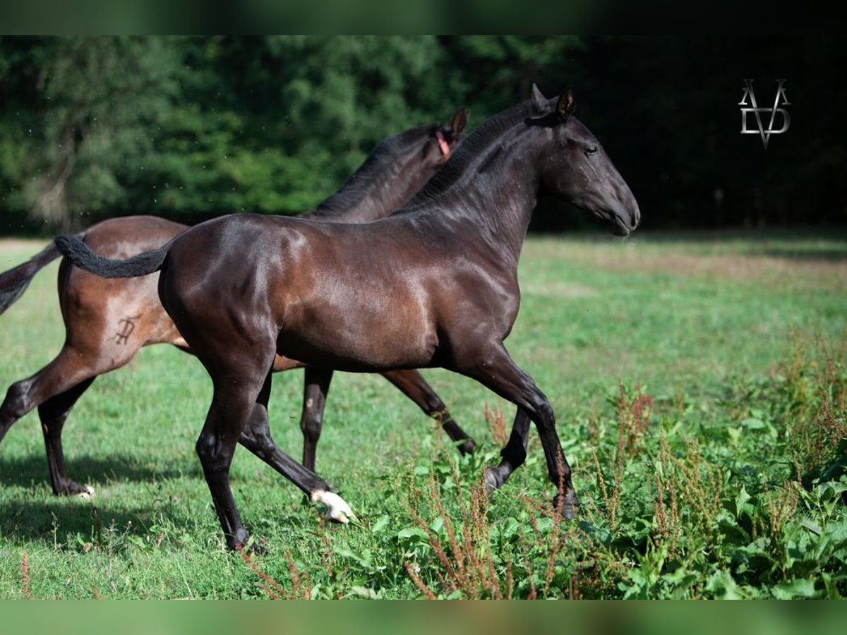 PRE Mix Giumenta 3 Anni 155 cm Morello in La Vespière-Friardel