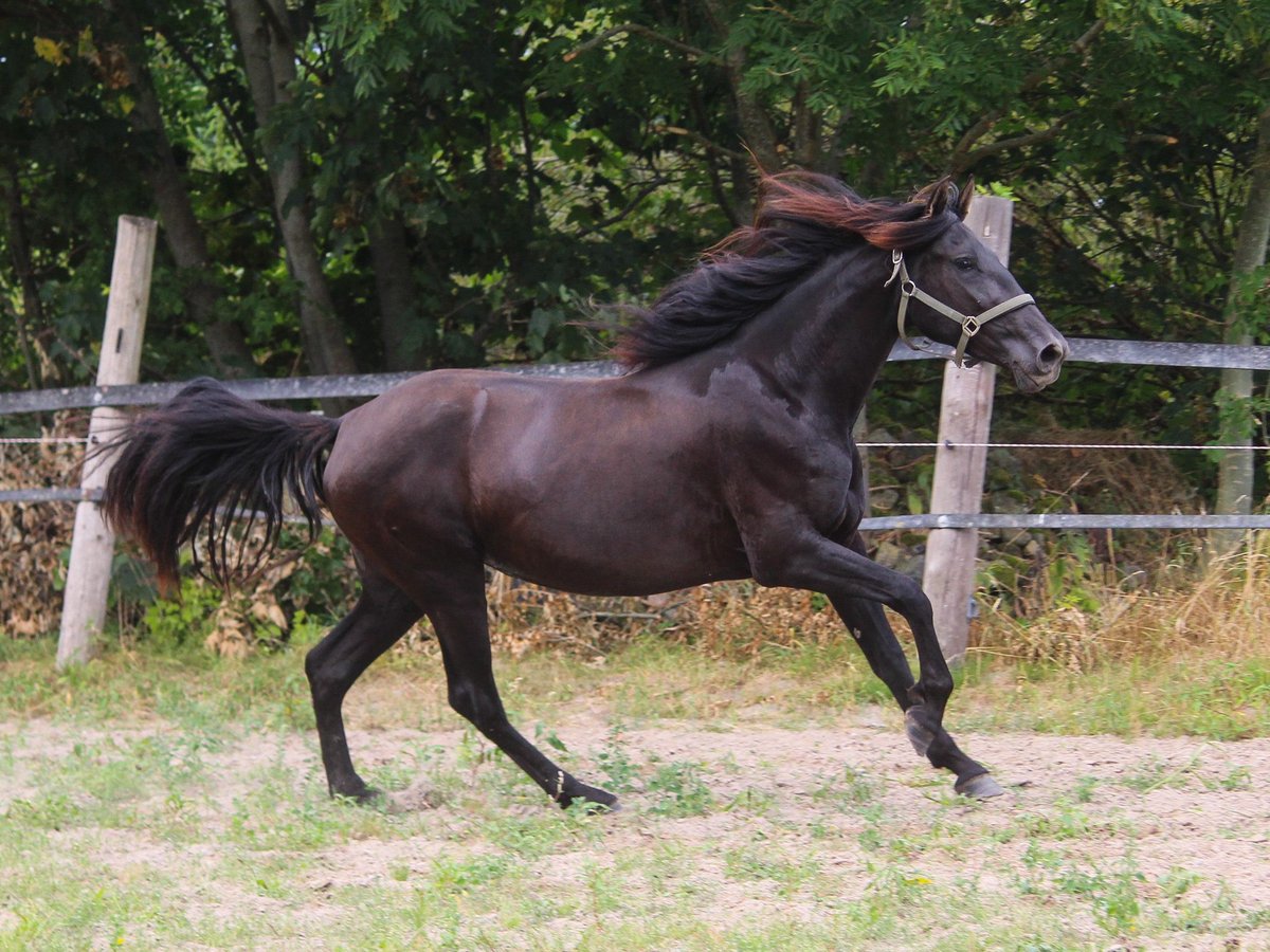 PRE Giumenta 3 Anni 157 cm Morello in Wremen