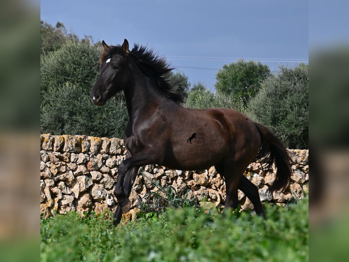 PRE Mix Giumenta 3 Anni 158 cm Morello in Menorca