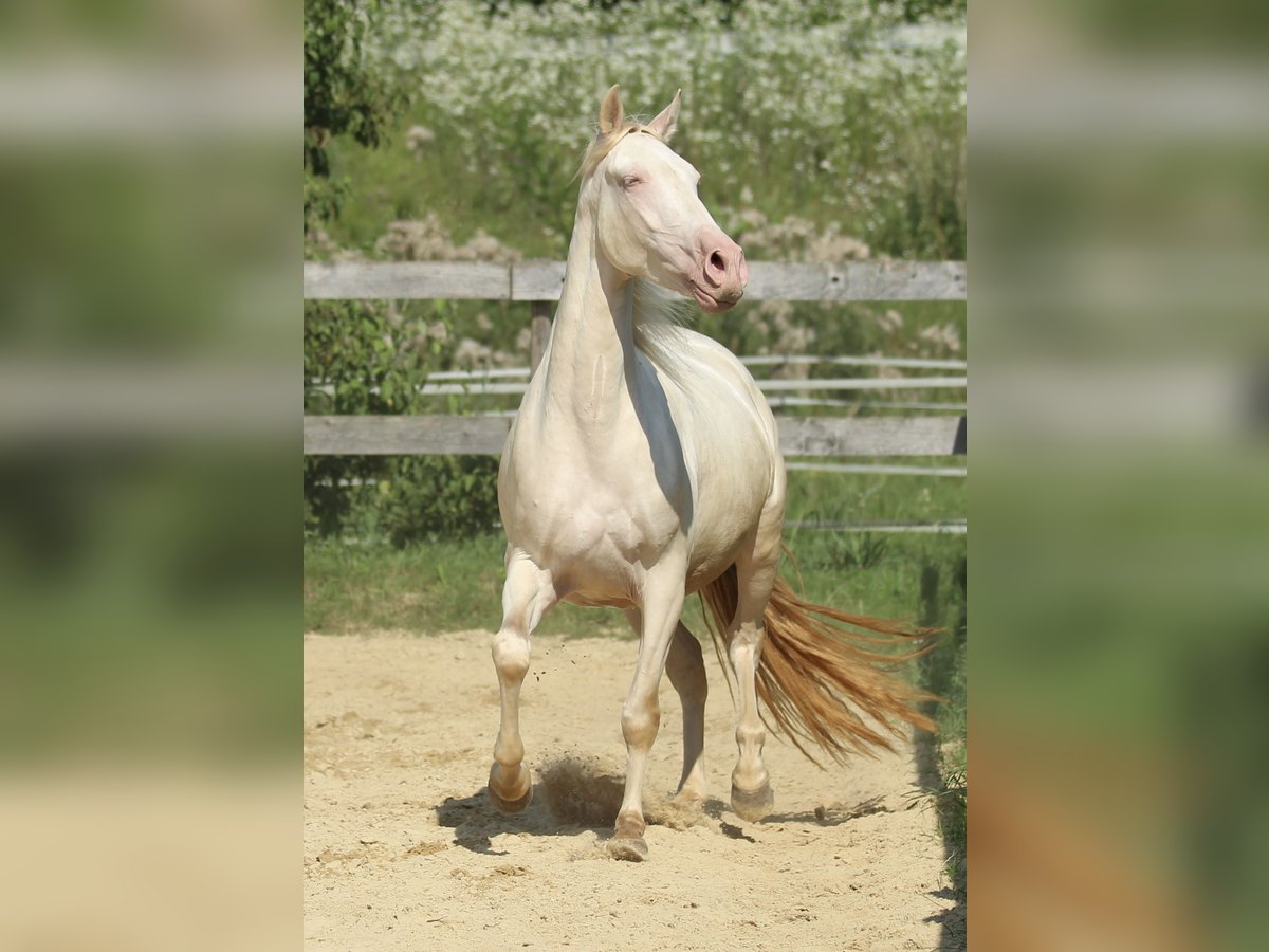 PRE Giumenta 3 Anni 158 cm Perlino in Waldshut-Tiengen