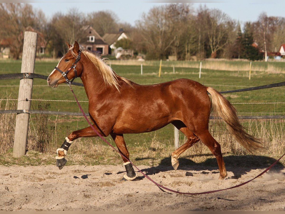 PRE Giumenta 3 Anni 158 cm Sauro in Wremen