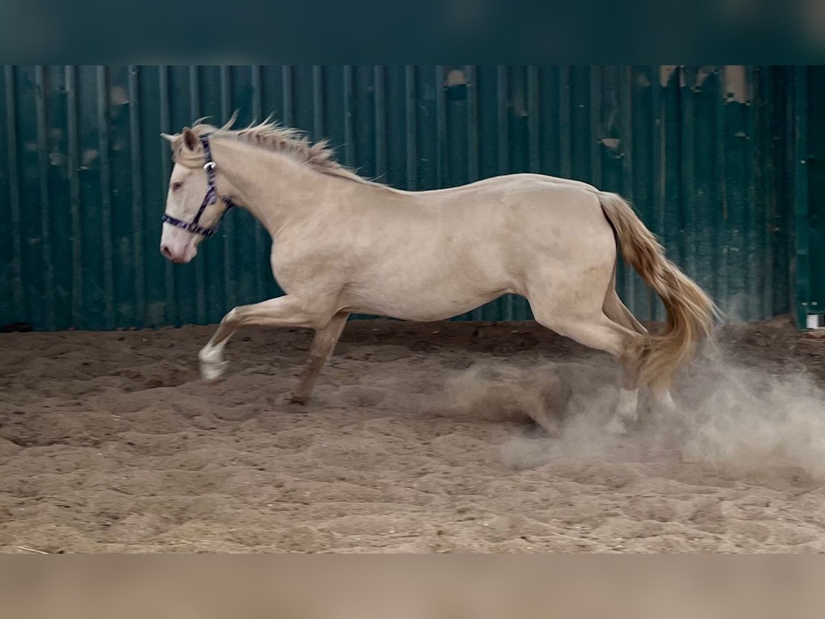 PRE Mix Giumenta 3 Anni 159 cm Perlino in Arganda Del Rey