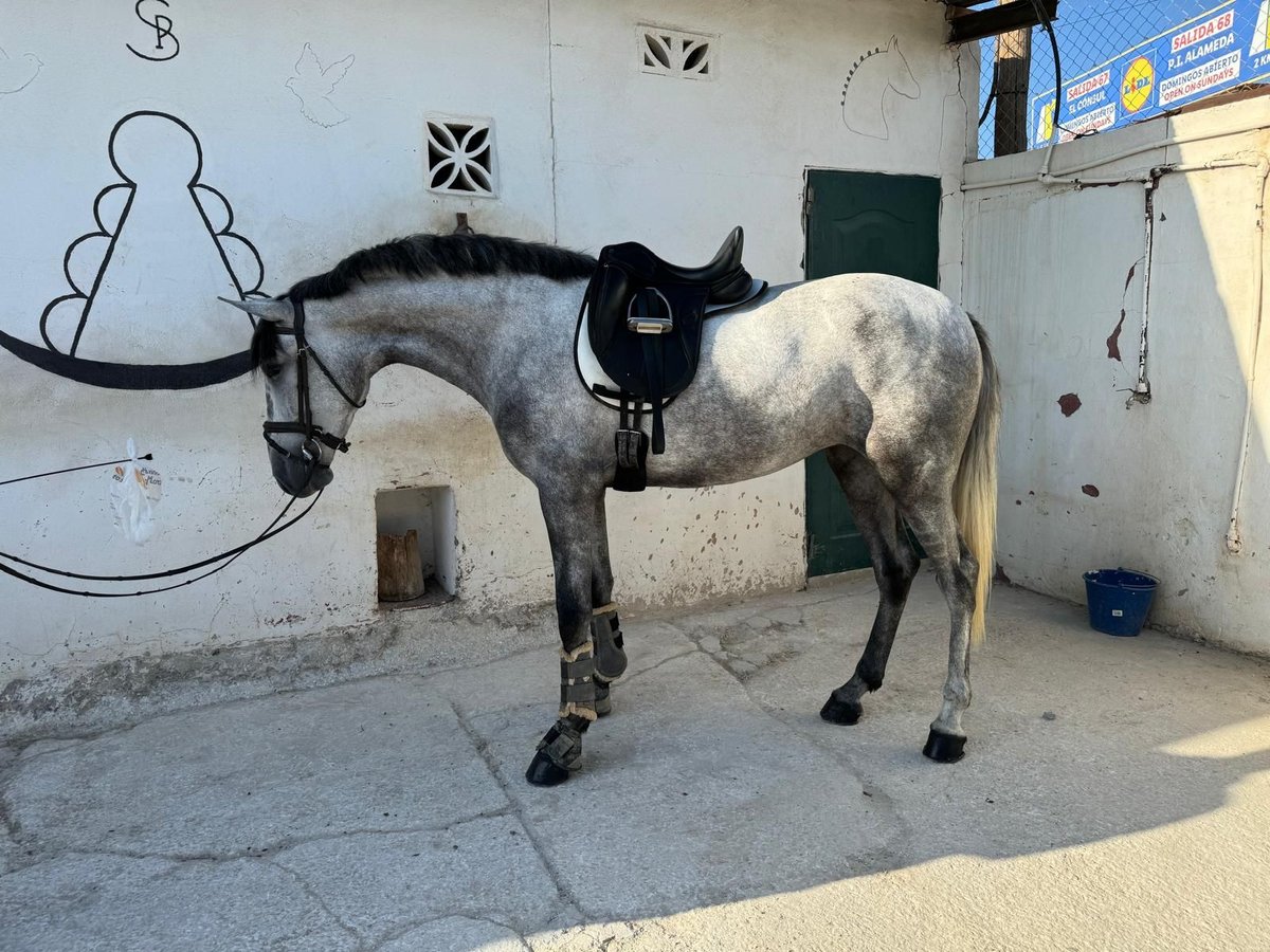 PRE Giumenta 3 Anni 160 cm Grigio in Malaga