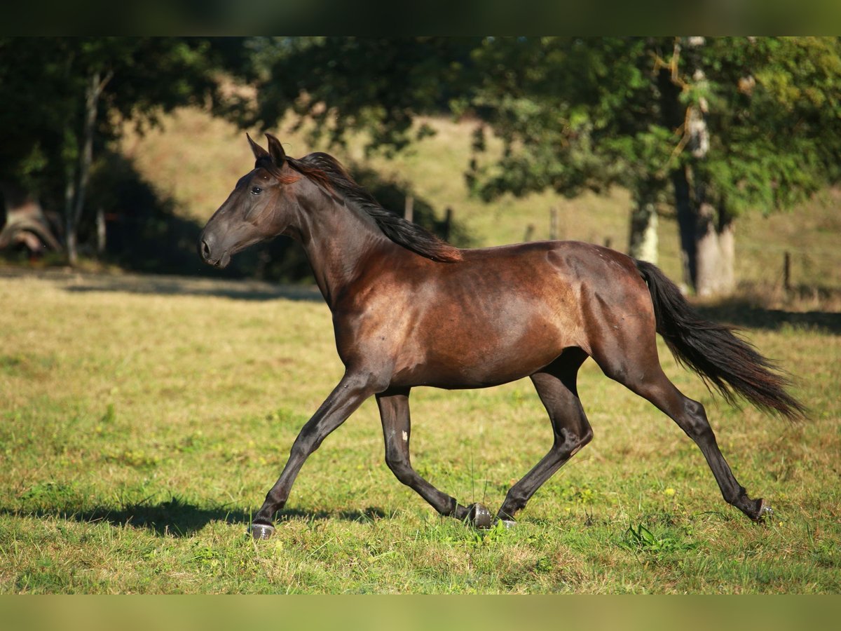 PRE Giumenta 3 Anni 160 cm Morello in CAUMONT