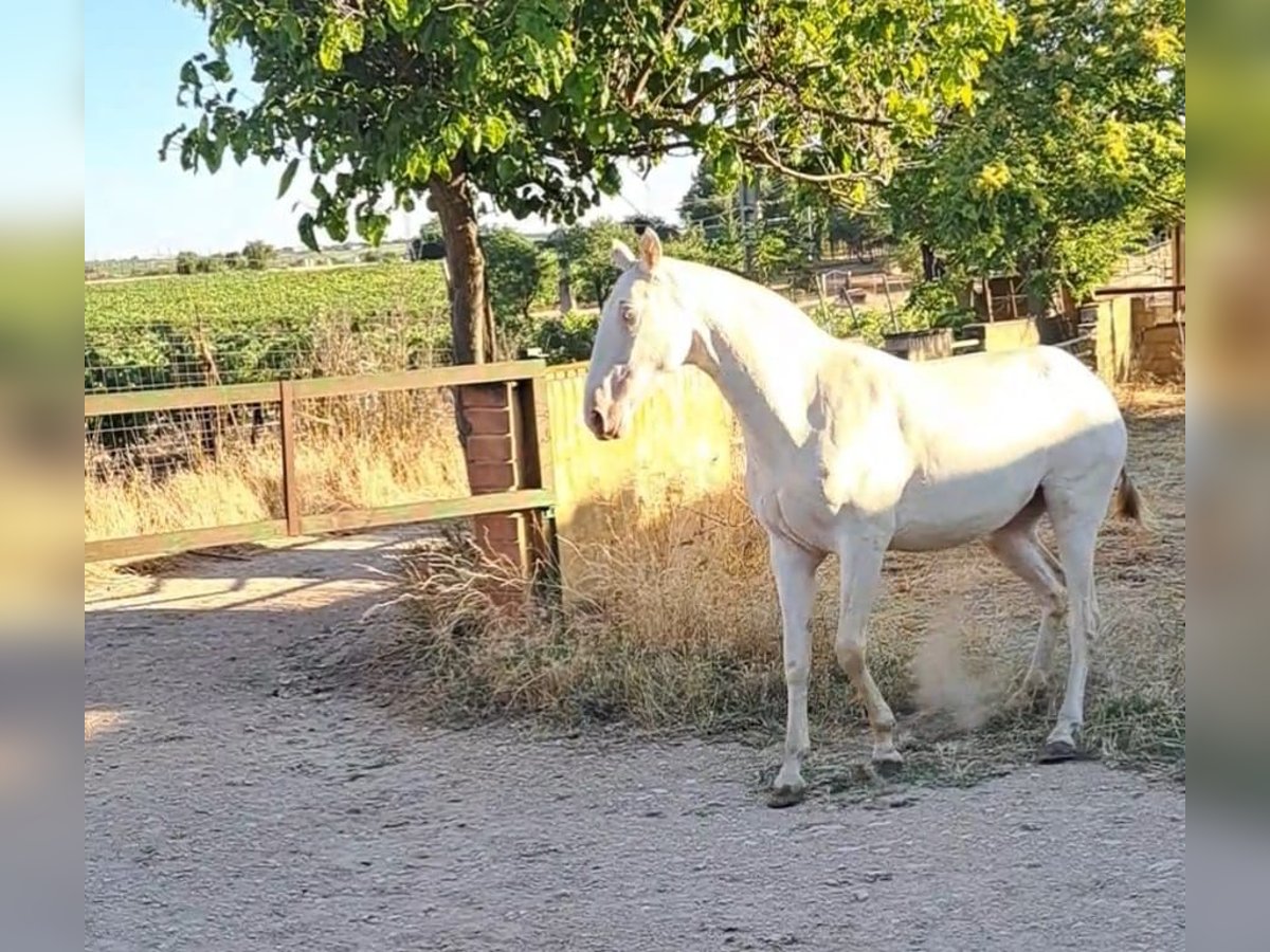 PRE Giumenta 3 Anni 160 cm Perlino in Villarrobledo