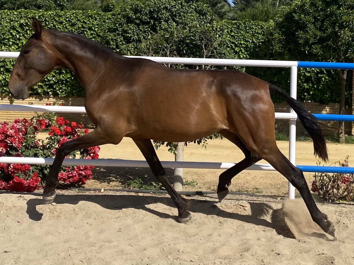 PRE Giumenta 3 Anni 163 cm Baio scuro in Fuentes De Andalucia