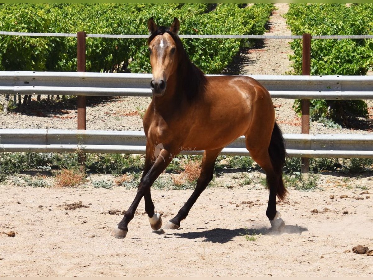 PRE Giumenta 3 Anni 163 cm in Provinz Cordoba