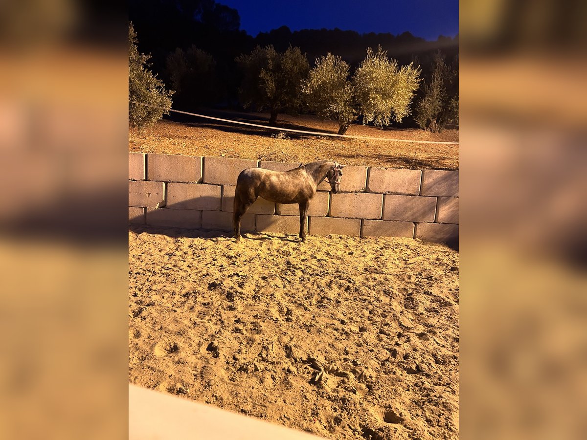 PRE Giumenta 3 Anni 163 cm Grigio in Jaen