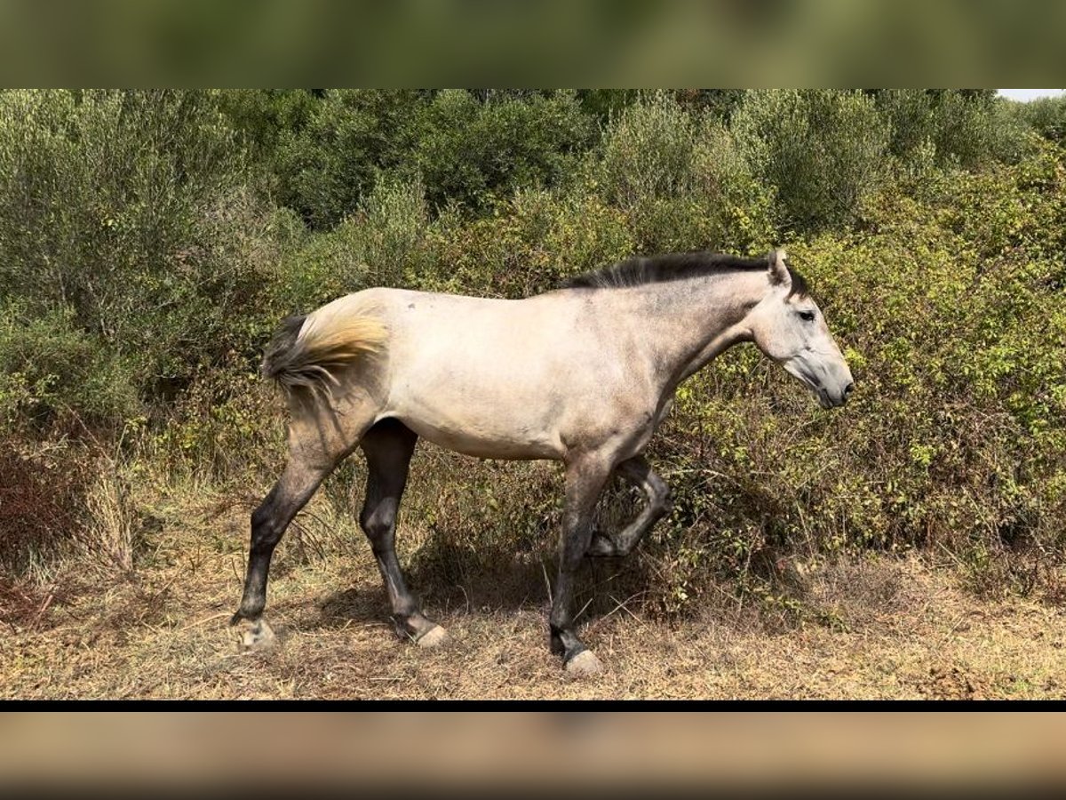 PRE Giumenta 3 Anni 164 cm Grigio in Tarifa