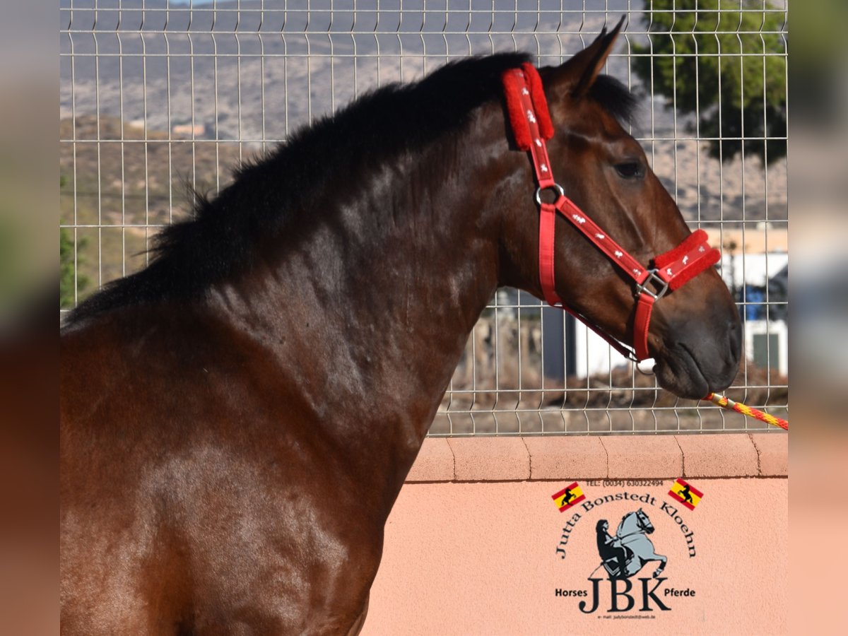 PRE Giumenta 3 Anni 165 cm Baio in Tabernas Almeria