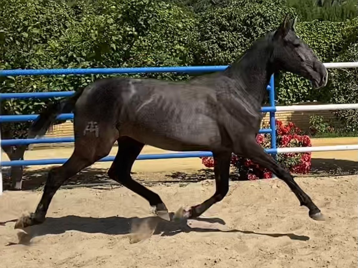 PRE Giumenta 3 Anni 167 cm Grigio in Fuentes De Andalucia
