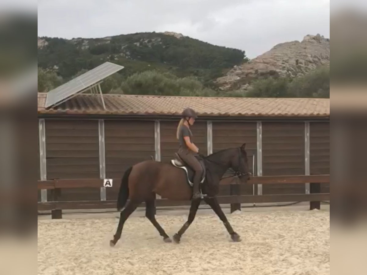 PRE Giumenta 3 Anni Baio in Tarifa