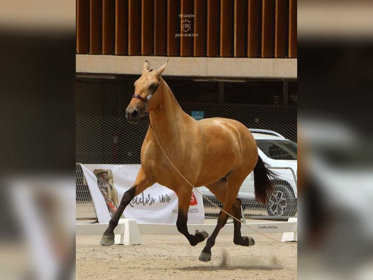 PRE Mix Giumenta 3 Anni Falbo in Las Norias de Daza