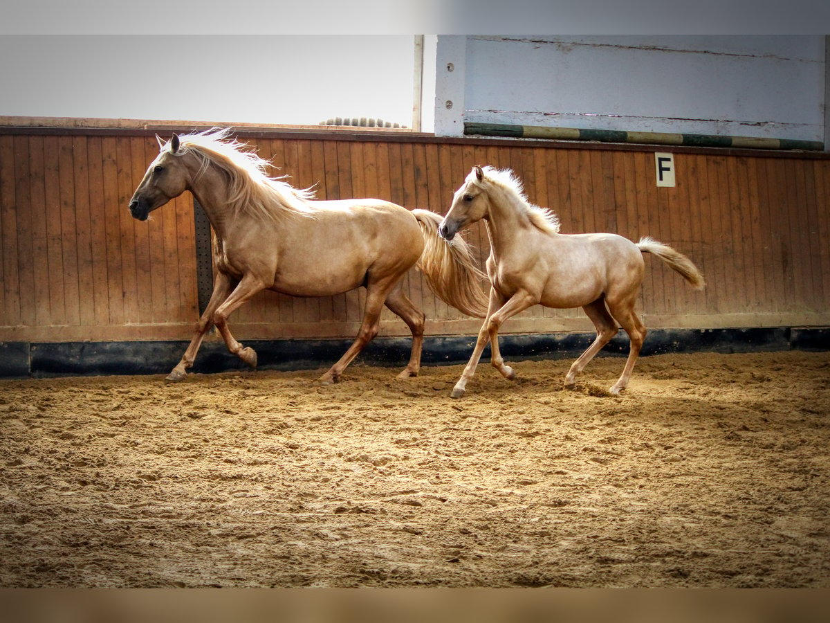 PRE Giumenta 3 Anni Palomino in Drebsdorf