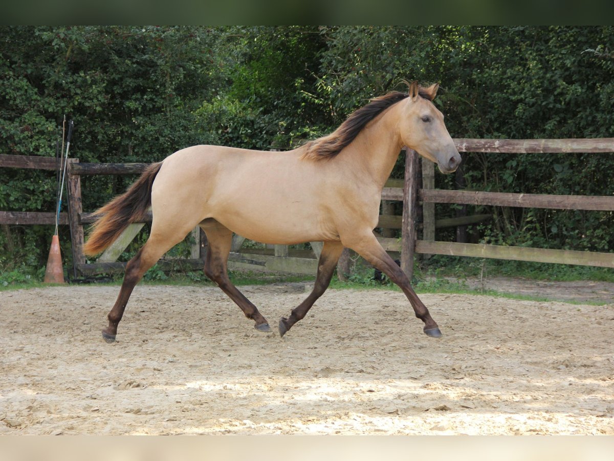 PRE Giumenta 4 Anni 154 cm Falbo in Lamorlaye