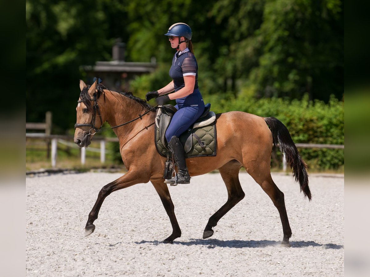 PRE Giumenta 4 Anni 154 cm Falbo in Neustadt (Wied)