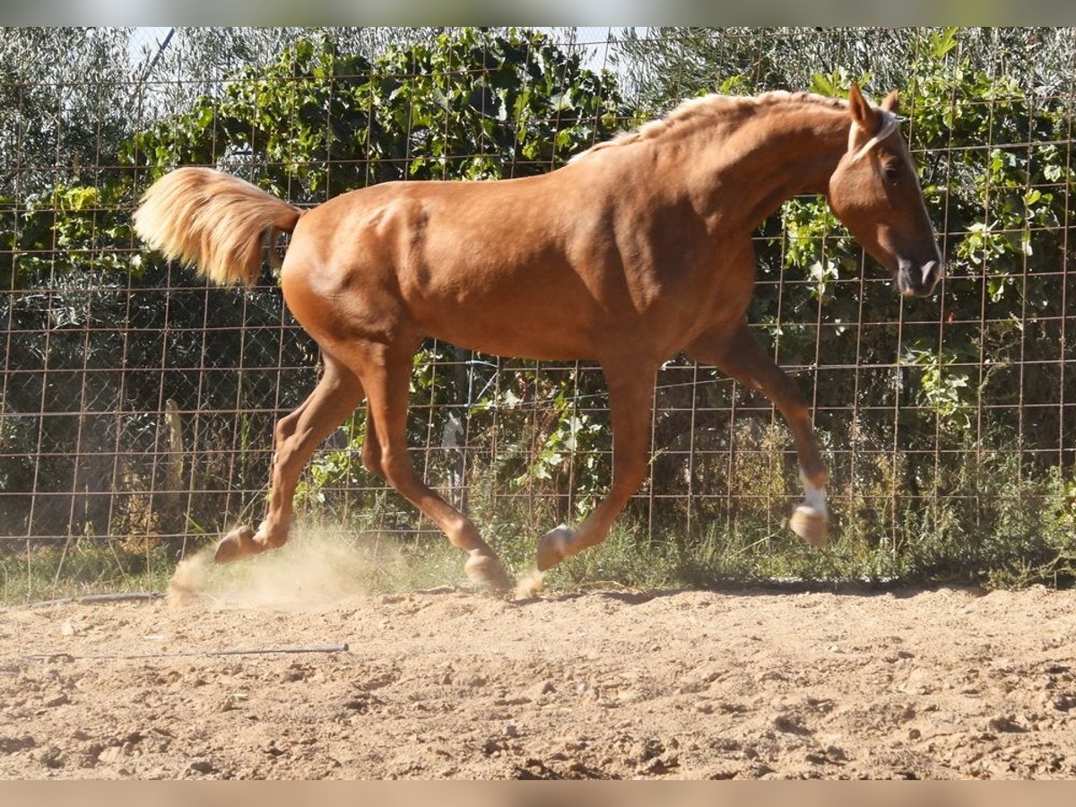 PRE Giumenta 4 Anni 154 cm Palomino in Provinz Granada