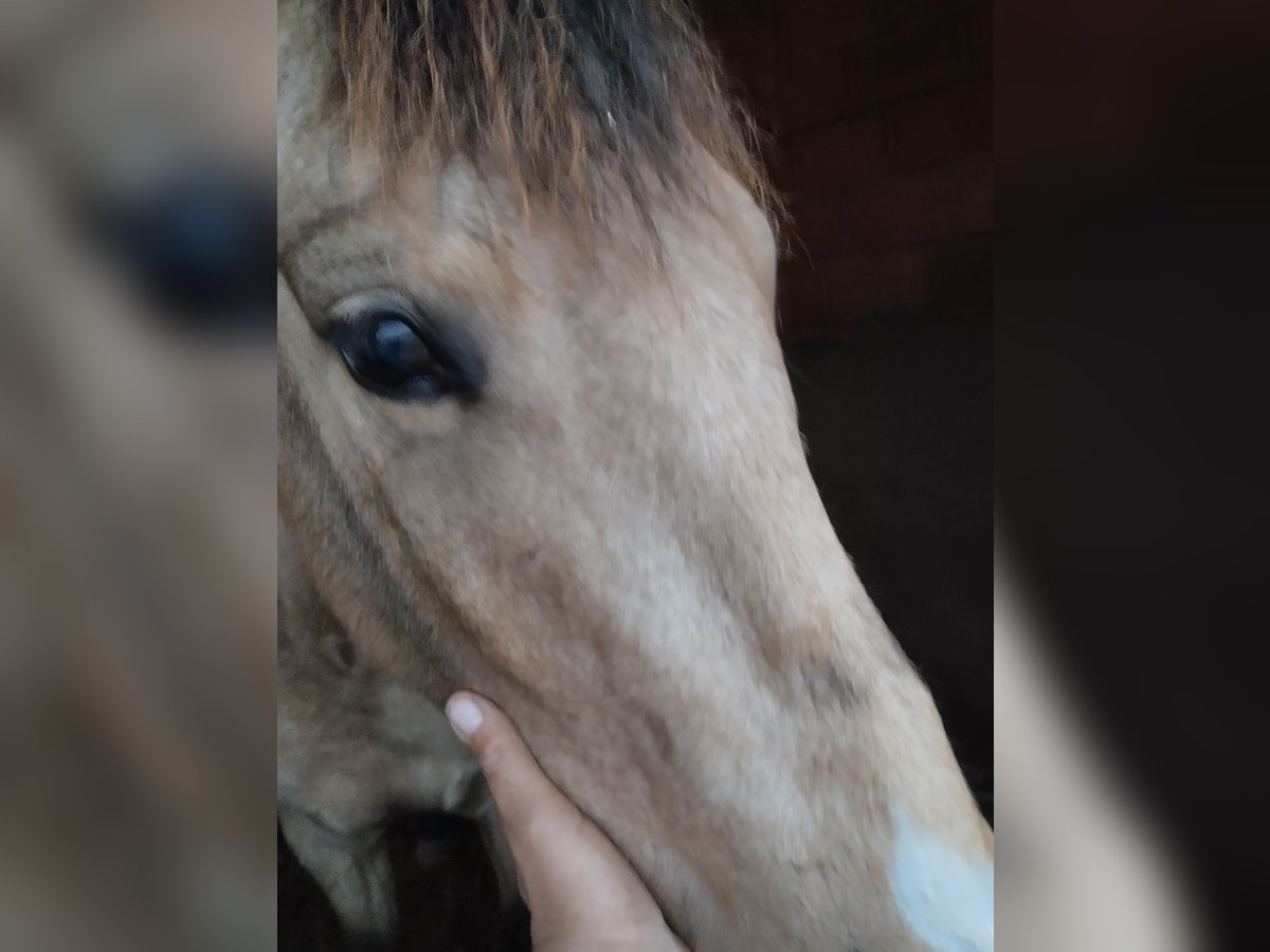 PRE Giumenta 4 Anni 160 cm Falbo in Mazarrulleque