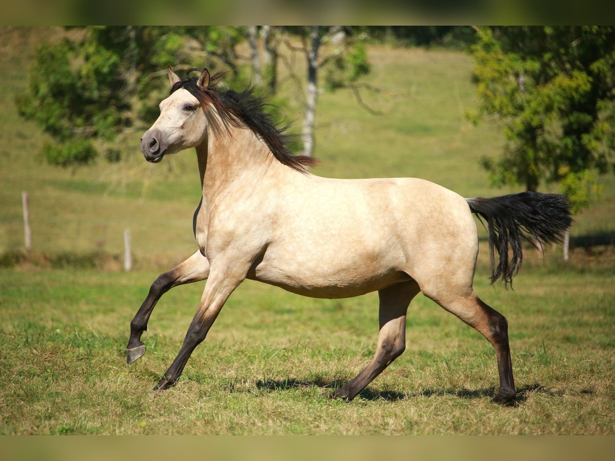 PRE Giumenta 4 Anni 160 cm Falbo in Caumont