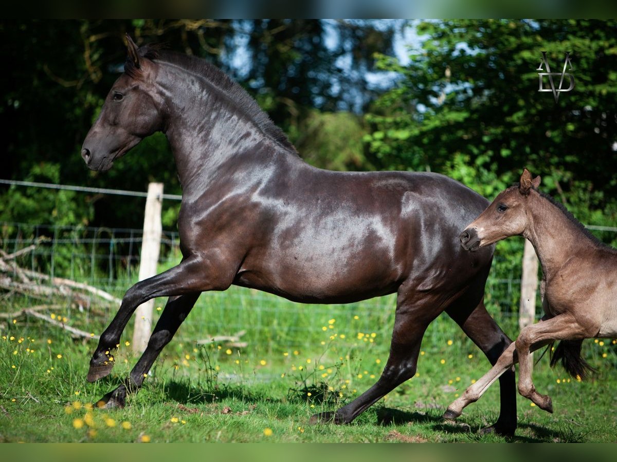 PRE Giumenta 4 Anni 160 cm Morello in La Vespière-Friardel