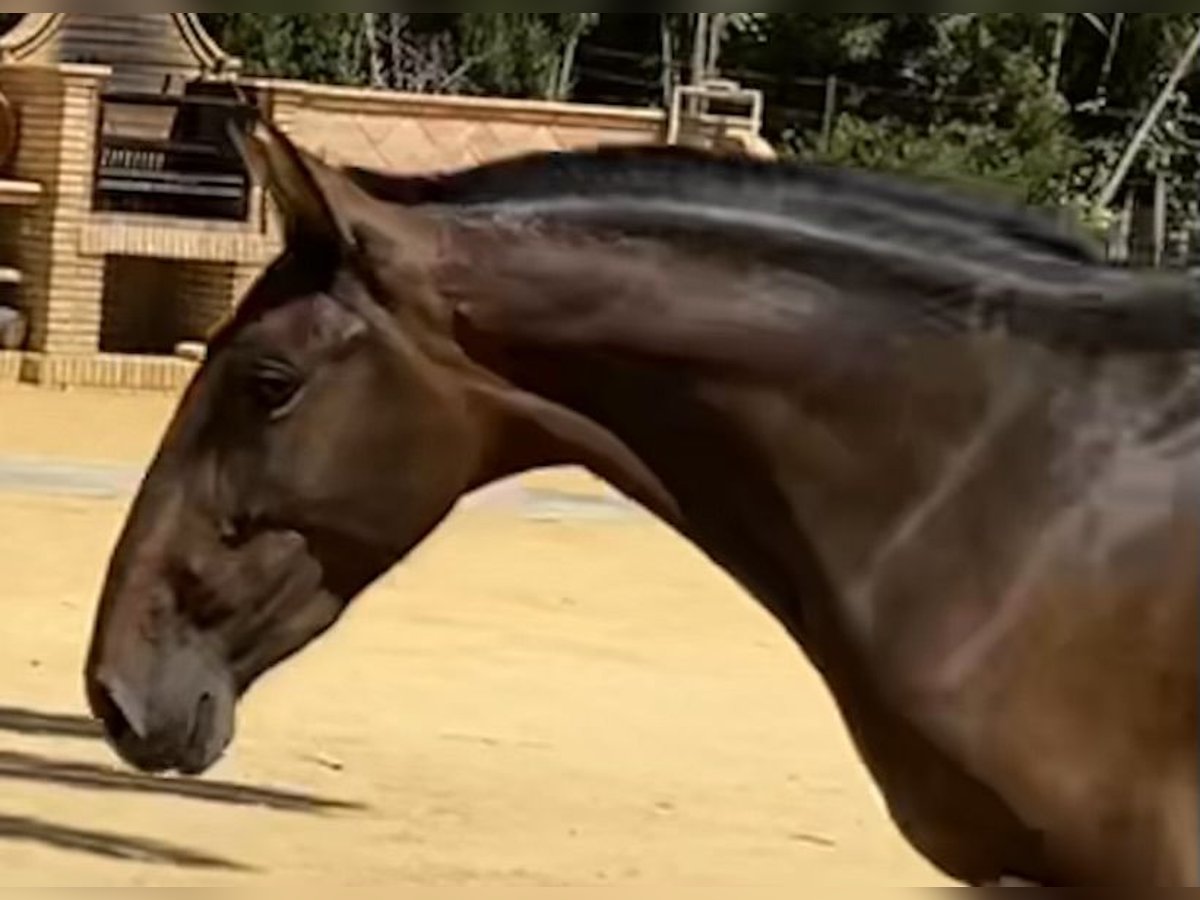 PRE Giumenta 4 Anni 163 cm Baio scuro in Fuentes De Andalucia