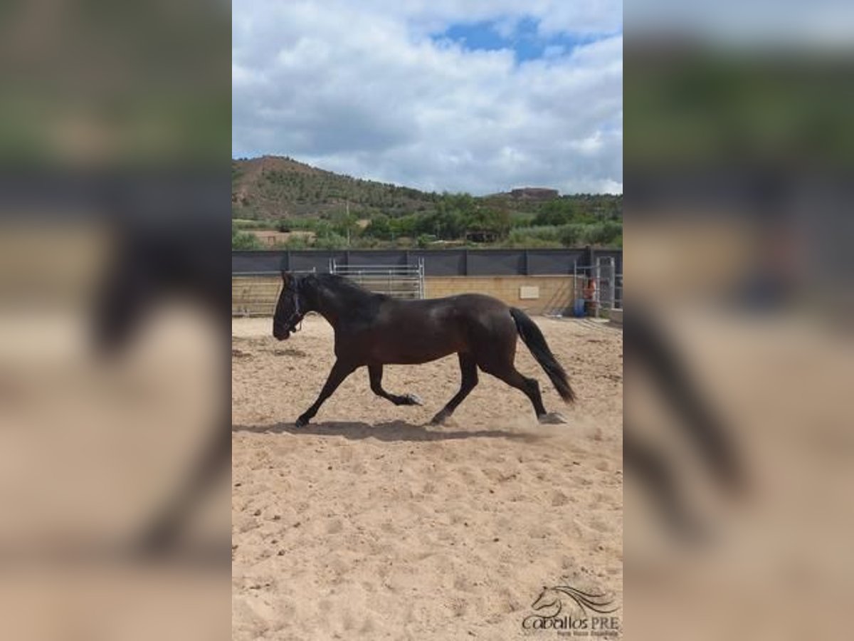 PRE Giumenta 4 Anni 163 cm Morello in Barcelona