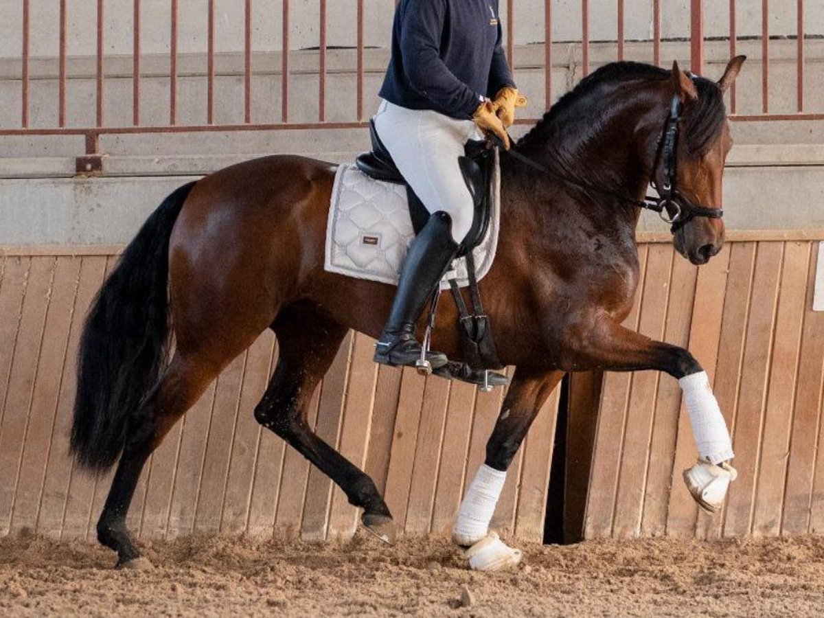 PRE Mix Giumenta 4 Anni 165 cm Baio in Navas Del Madroño