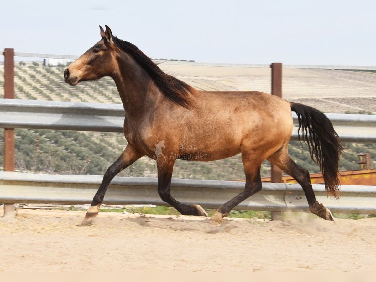 PRE Giumenta 4 Anni 165 cm Falbo in Provinz Cordoba