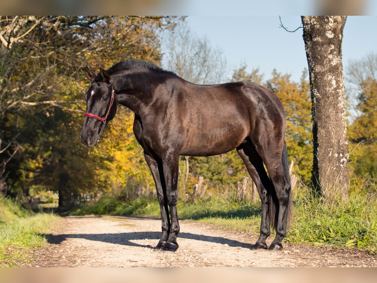 PRE Giumenta 4 Anni 165 cm Morello in CAUMONT