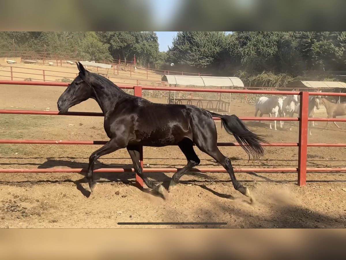 PRE Giumenta 4 Anni 165 cm Morello in Galaroza (Huelva)