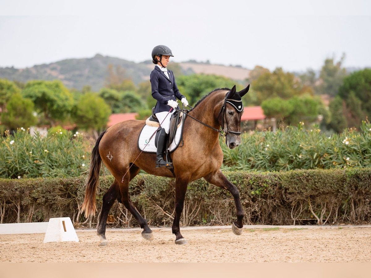 PRE Giumenta 4 Anni 167 cm Grigio in Jerez de la Frontera